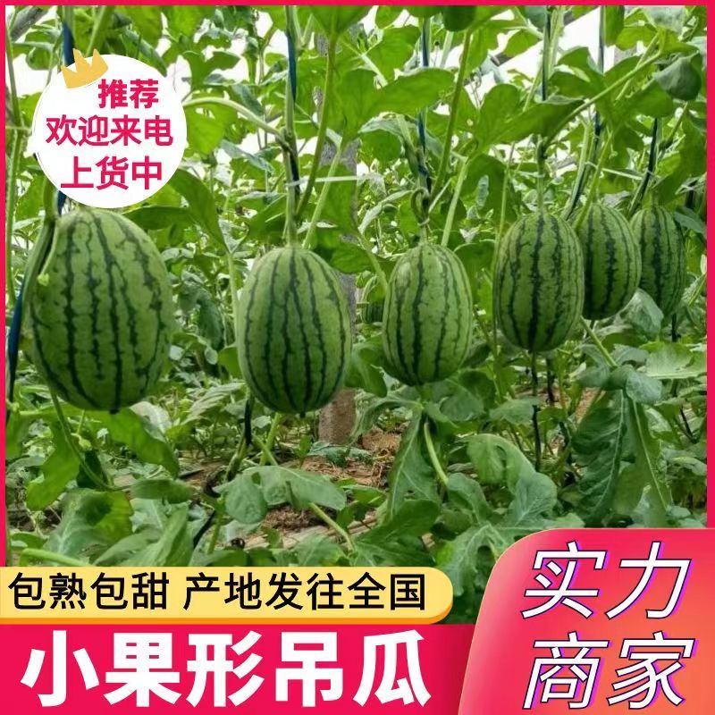 小果形吊西瓜&现摘现发/包熟包甜/可全国发货一条龙服务