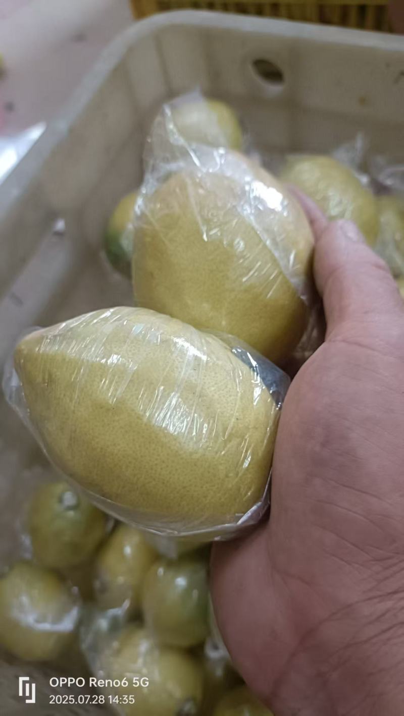 广东黄果柠檬香水柠檬酸爽可口对接全国市场量大从优欢迎采购