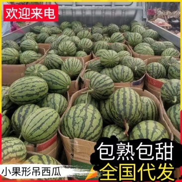 小果形吊瓜，来自逍遥胡辣汤之乡—河南西华的精品小吊瓜