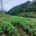 精选云南小黄姜云南基地直供质量保证量大优惠全国发货