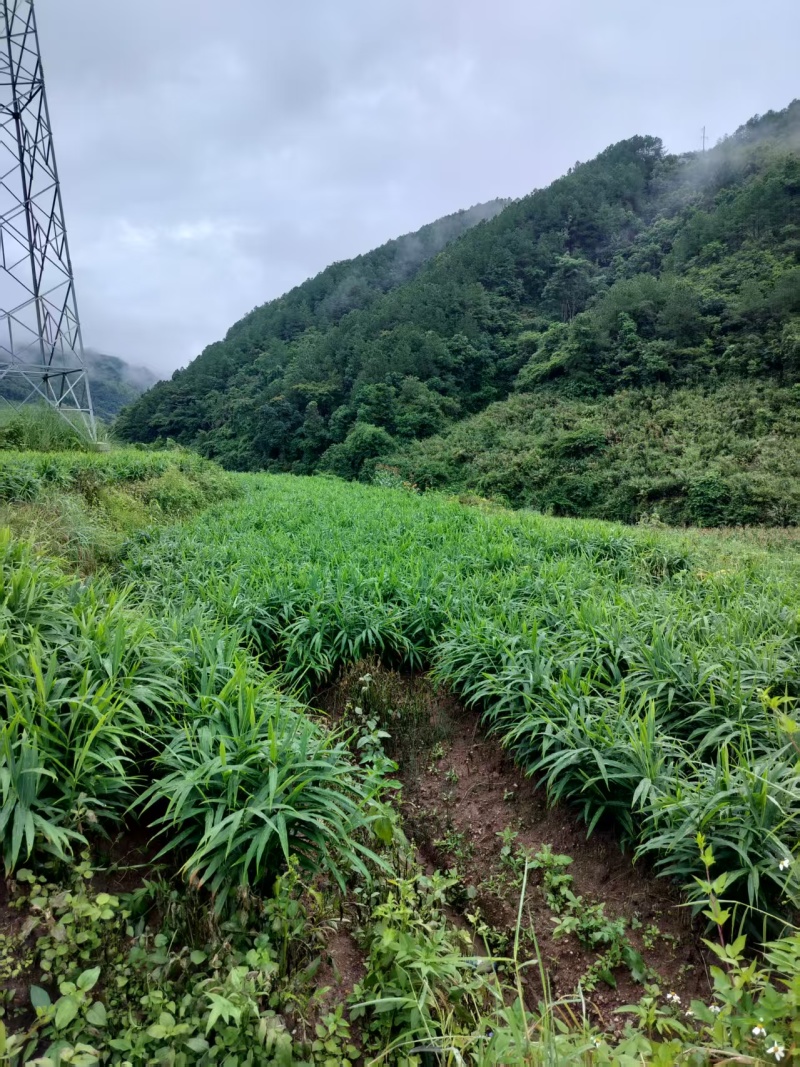 精选云南小黄姜云南基地直供质量保证量大优惠全国发货