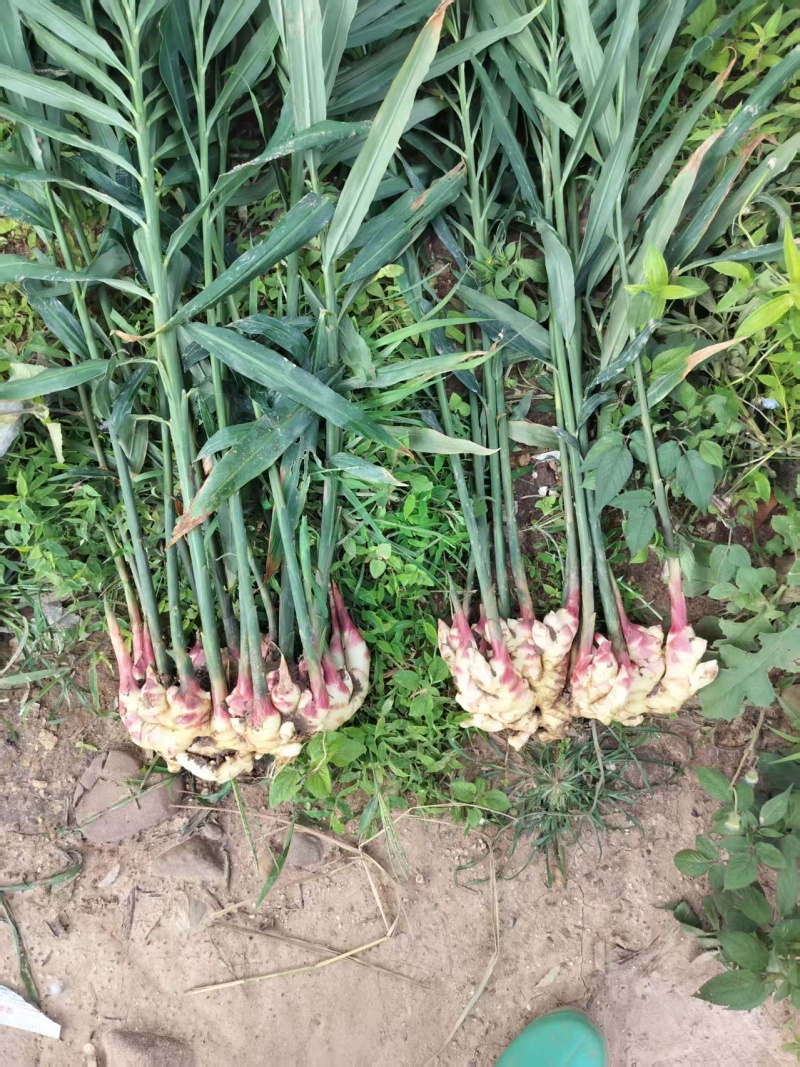 精选云南小黄姜云南基地直供质量保证量大优惠全国发货