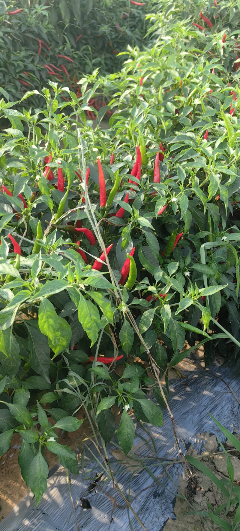 【产地直供】山东菏泽艳红小米椒现摘现发量大价优欢迎咨询