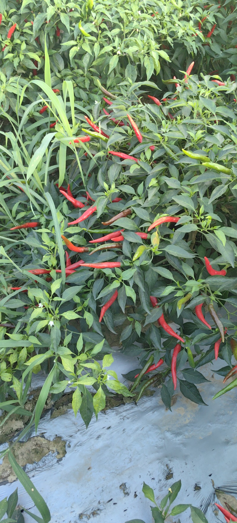 【产地直供】山东菏泽艳红小米椒现摘现发量大价优欢迎咨询