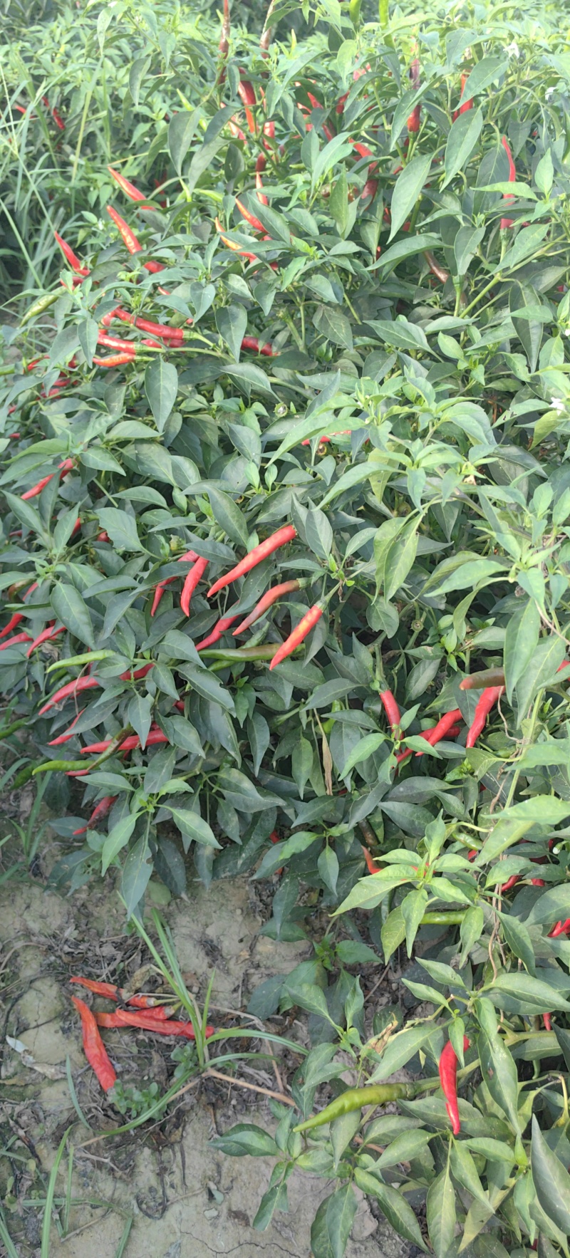 【产地直供】山东菏泽艳红小米椒现摘现发量大价优欢迎咨询