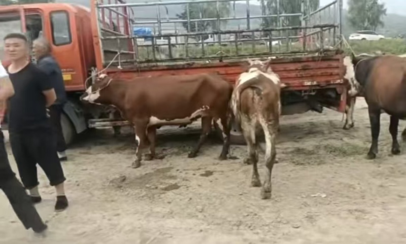 （实力）甘肃陇南礼县架子牛货源充足/周期短育肥快