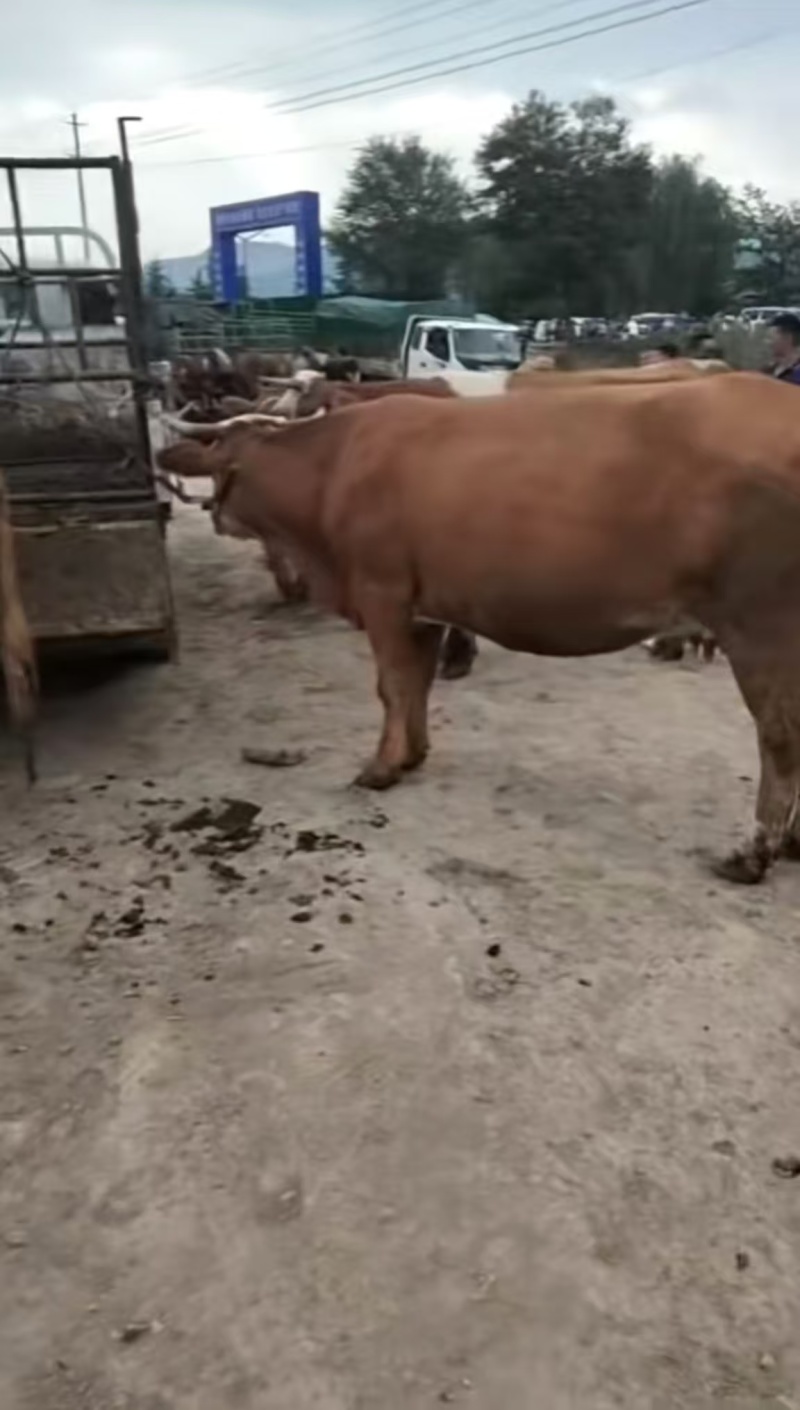 （实力）甘肃陇南礼县架子牛货源充足/周期短育肥快