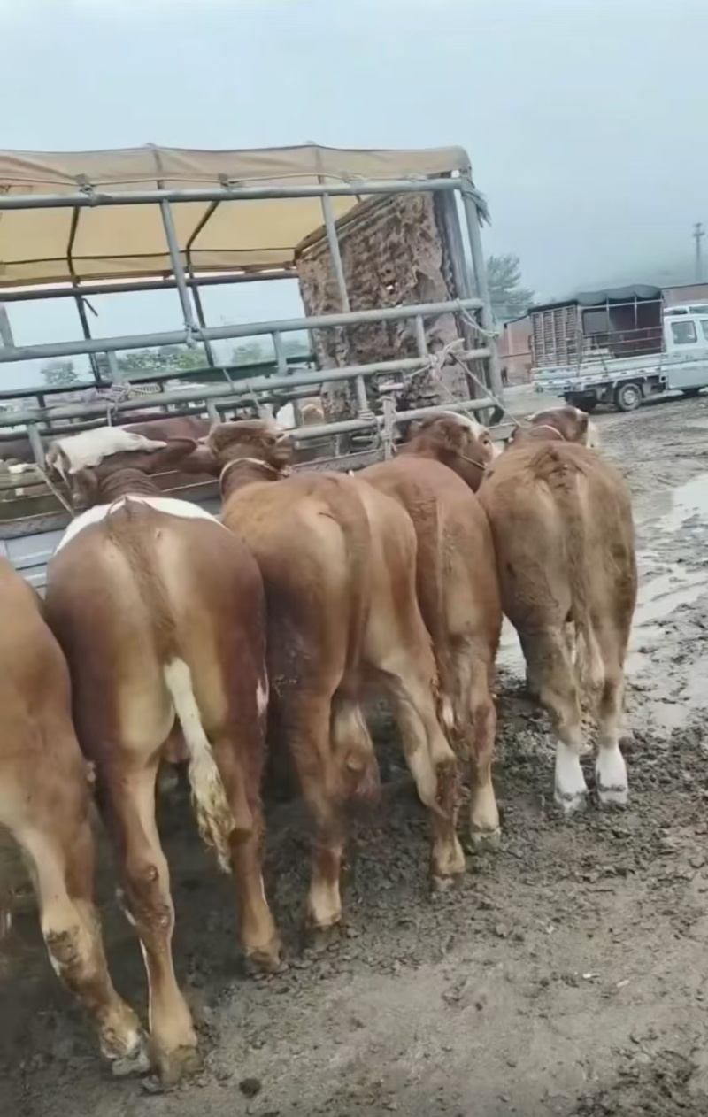 （实力）甘肃陇南礼县架子牛货源充足/周期短育肥快