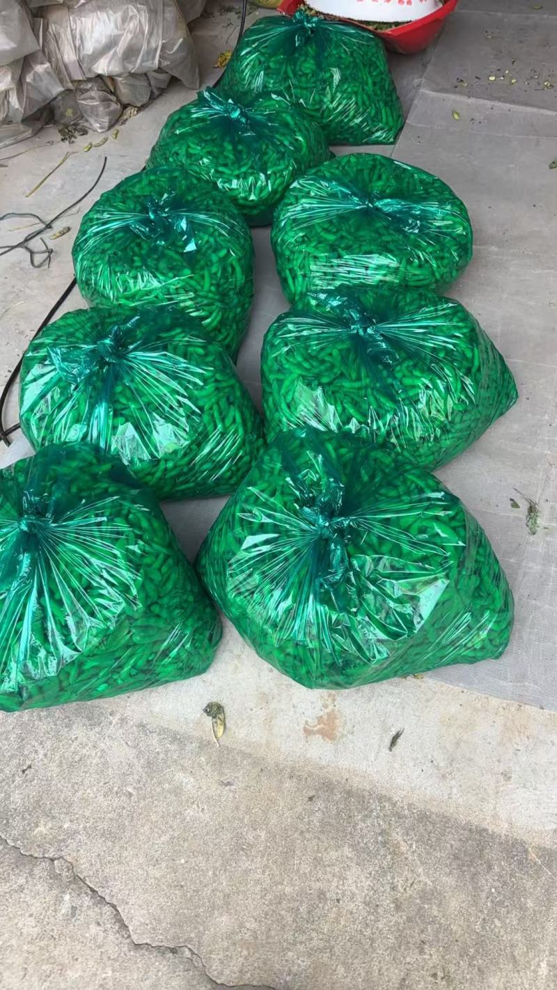 江苏毛豆精品毛豆货源充足，代收代发品质保证，视频看货