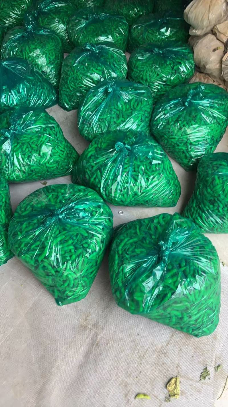 江苏毛豆精品毛豆货源充足，代收代发品质保证，视频看货