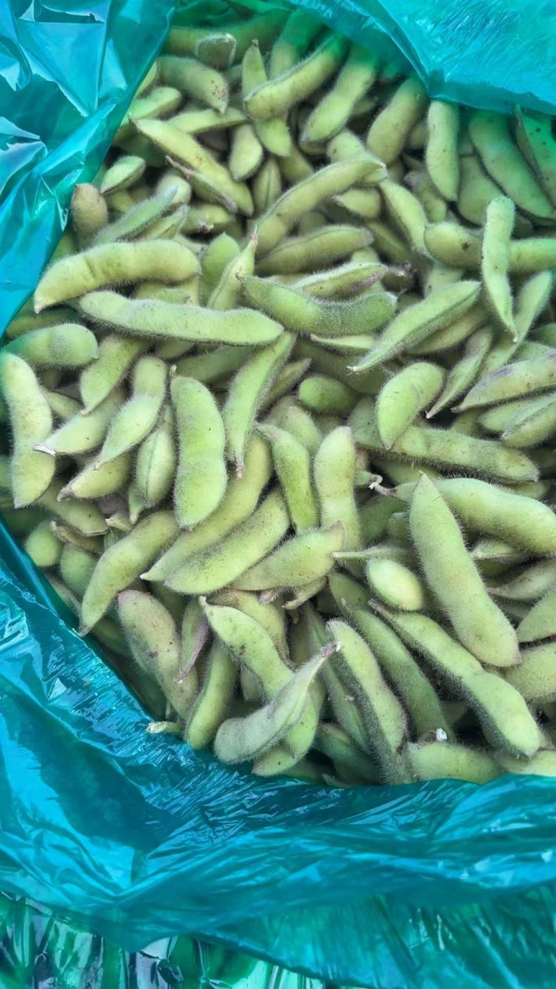 江苏毛豆精品毛豆货源充足，代收代发品质保证，视频看货
