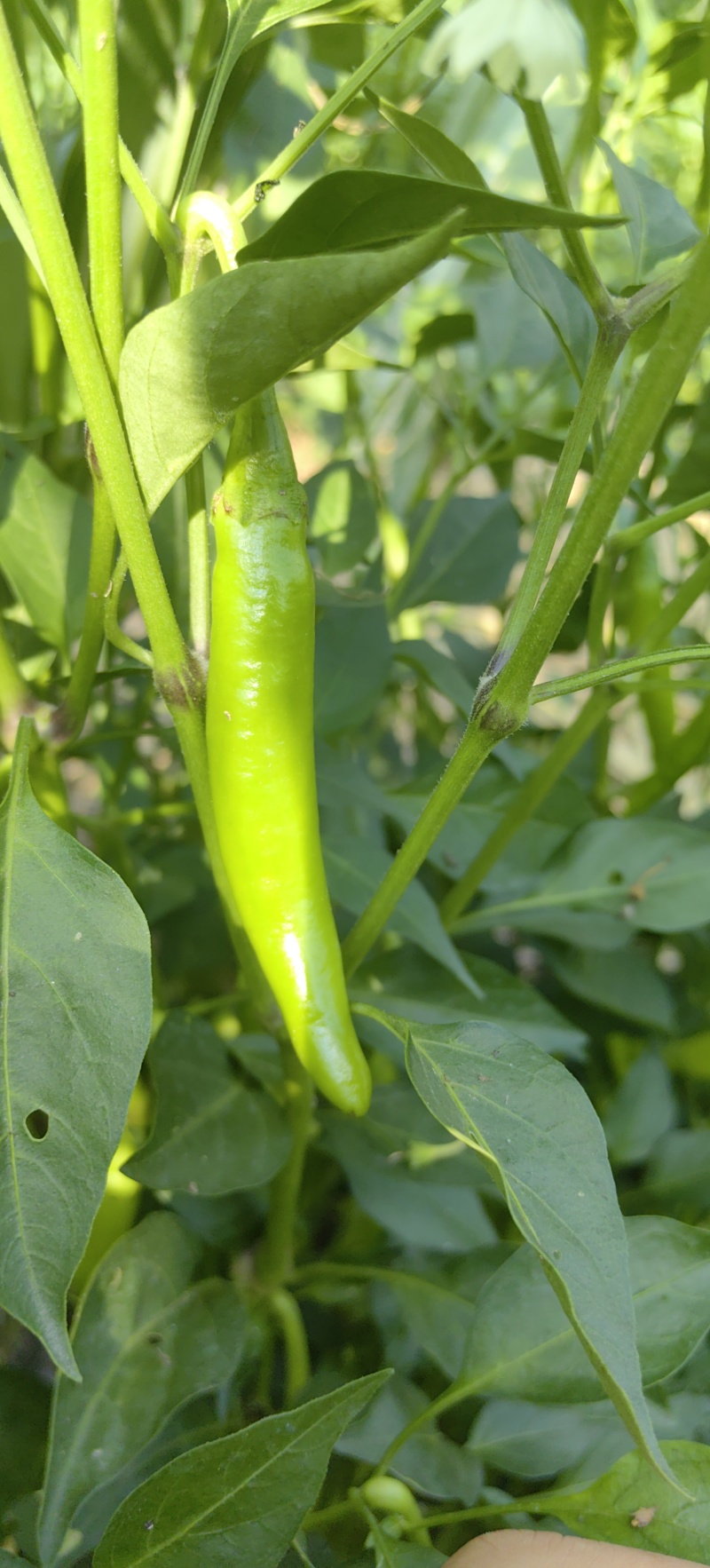山东菏泽小青阳辣椒新鲜辣椒基地直供现货批发可视频看货