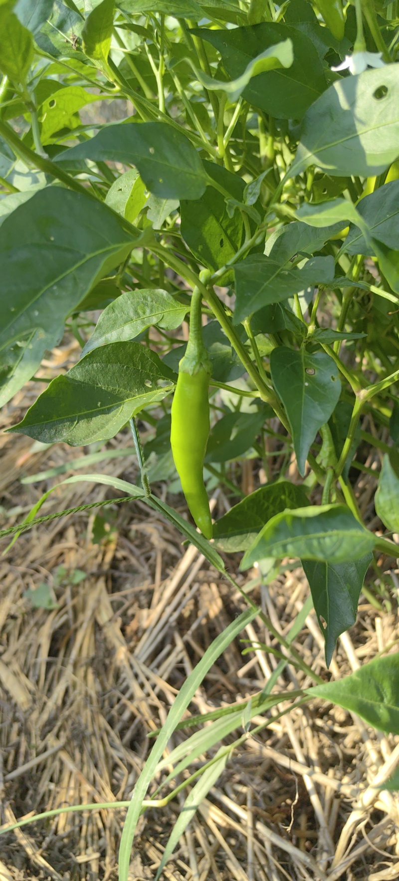 山东菏泽小青阳辣椒新鲜辣椒基地直供现货批发可视频看货