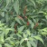 【实力代办】山东菏泽新鲜辣椒816小米椒欢迎来电洽谈