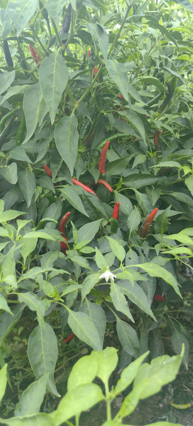 【实力代办】山东菏泽新鲜辣椒816小米椒欢迎来电洽谈