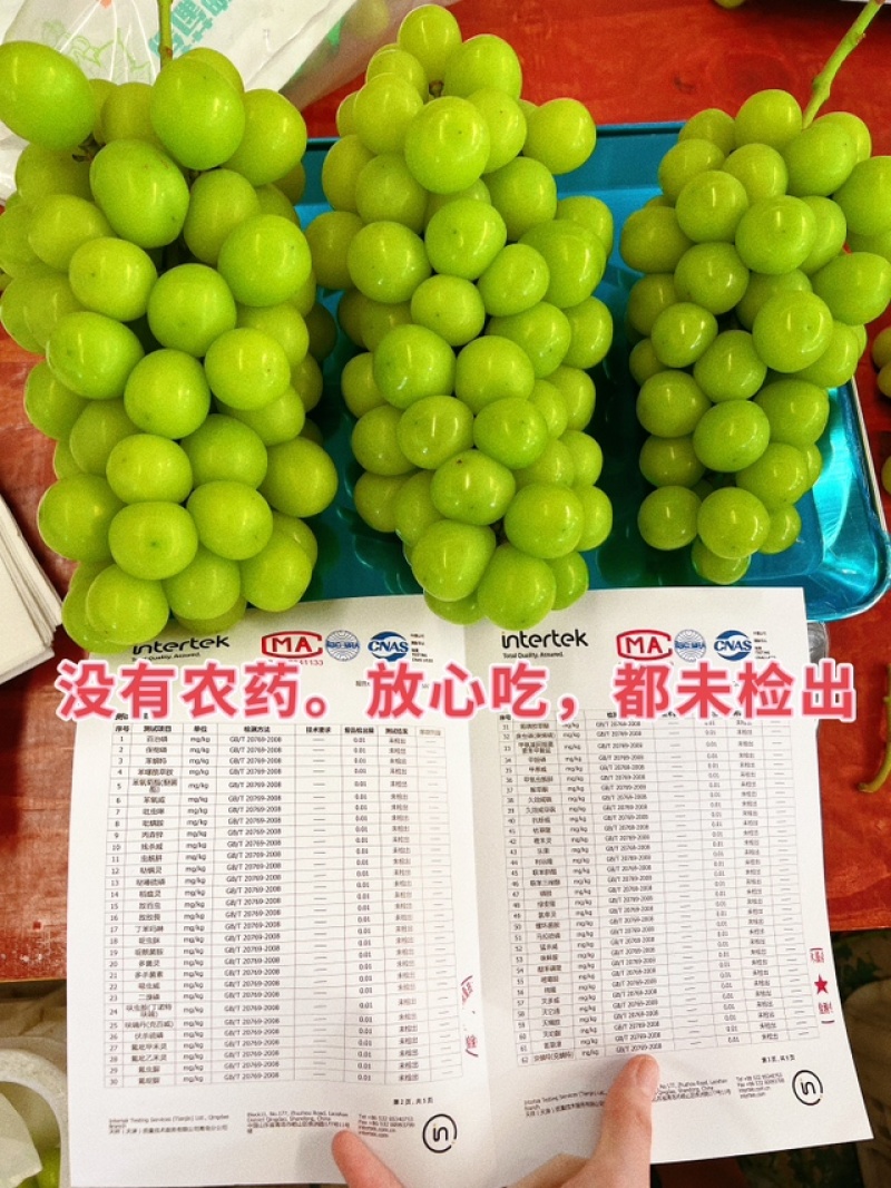 山东精品葡萄阳光玫瑰大量上市产地直发量大价优