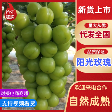 山东精品葡萄阳光玫瑰大量上市产地直发量大价优