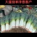 陕西精品铁杆钢葱大葱产地直发量大价优现挖现发
