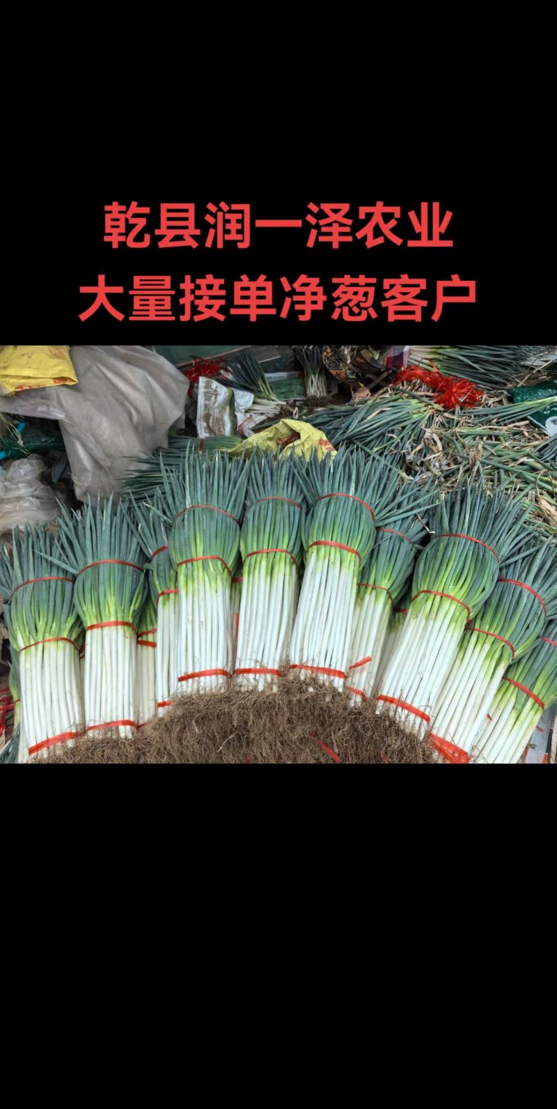 陕西精品铁杆钢葱大葱产地直发量大价优现挖现发