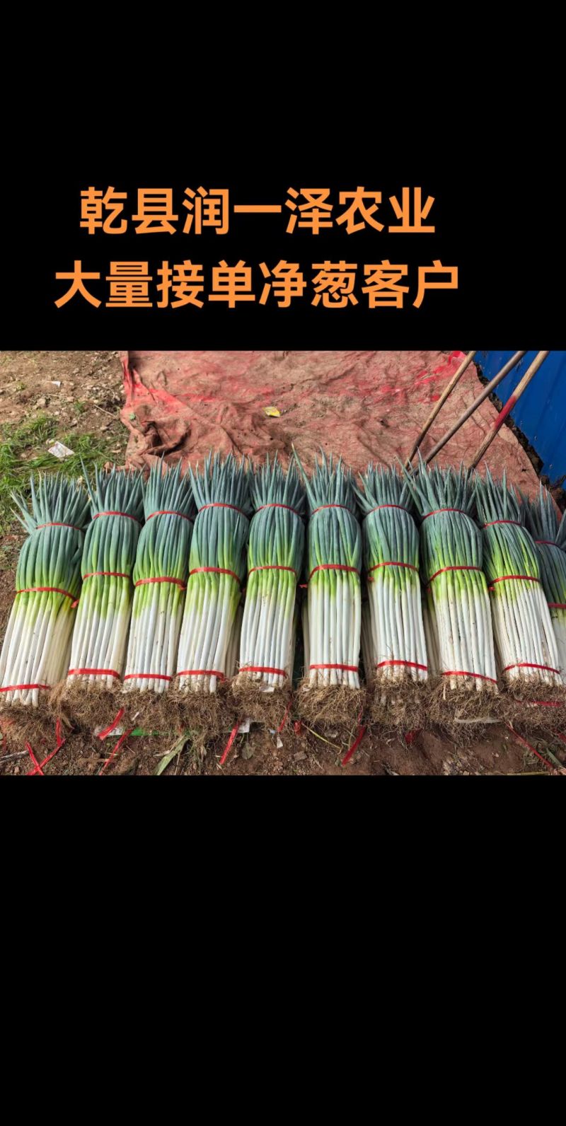 陕西精品铁杆钢葱大葱产地直发量大价优现挖现发