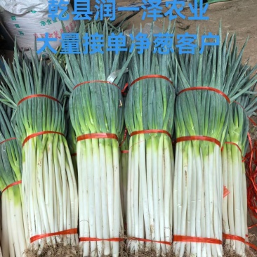 陕西精品铁杆钢葱大葱产地直发量大价优现挖现发