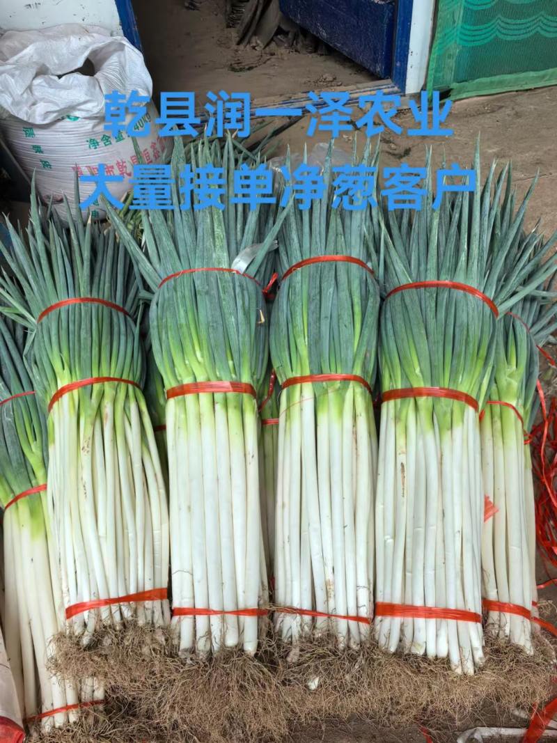 陕西精品铁杆钢葱大葱产地直发量大价优现挖现发