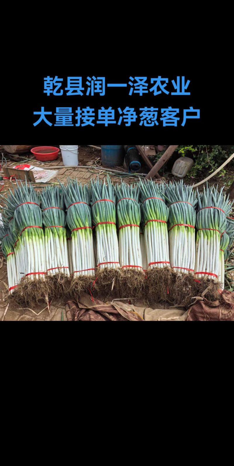 陕西精品铁杆钢葱大葱产地直发量大价优现挖现发