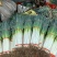 陕西精品铁杆钢葱大葱产地直发量大价优现挖现发