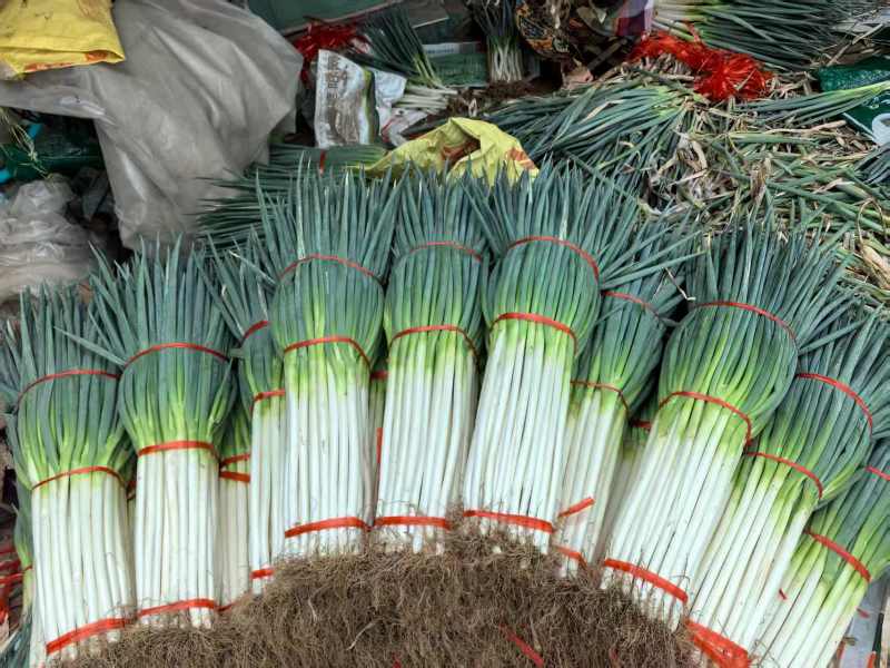 陕西精品铁杆钢葱大葱产地直发量大价优现挖现发