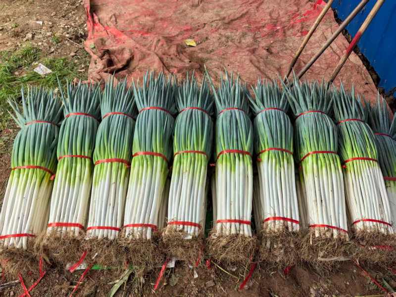 陕西精品铁杆钢葱大葱产地直发量大价优现挖现发