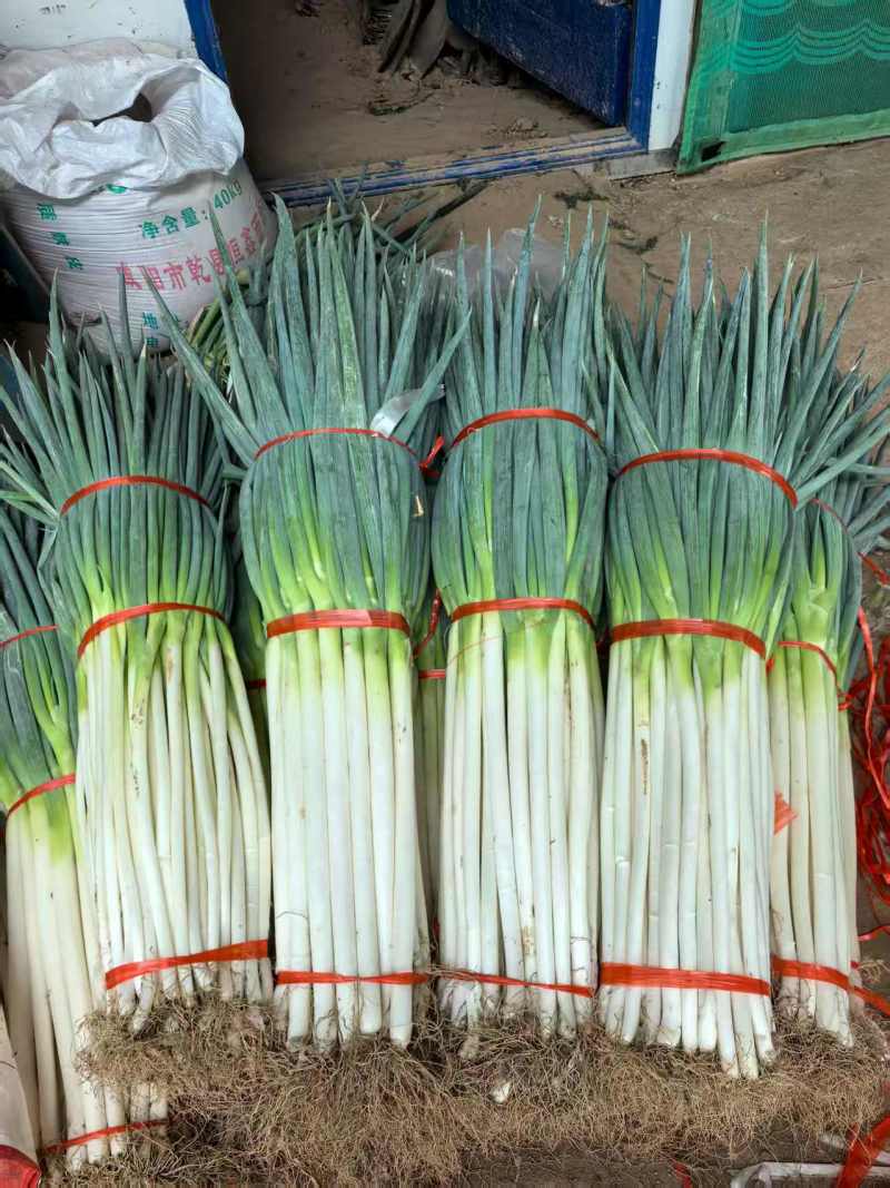 陕西精品铁杆钢葱大葱产地直发量大价优现挖现发