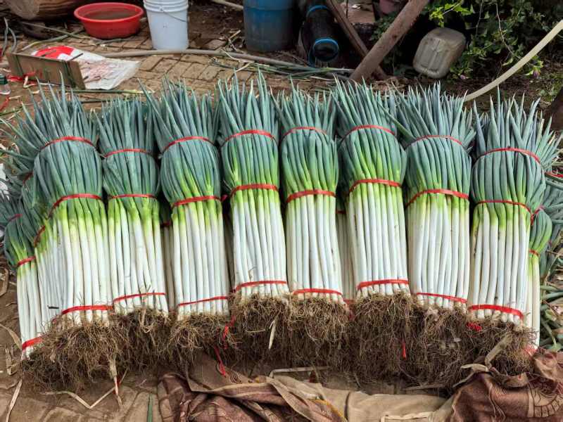陕西精品铁杆钢葱大葱产地直发量大价优现挖现发