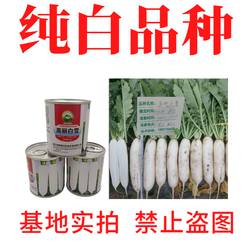 【高丽白雪】基地优选新品种白萝卜种子秋季种植条型好抗病高
