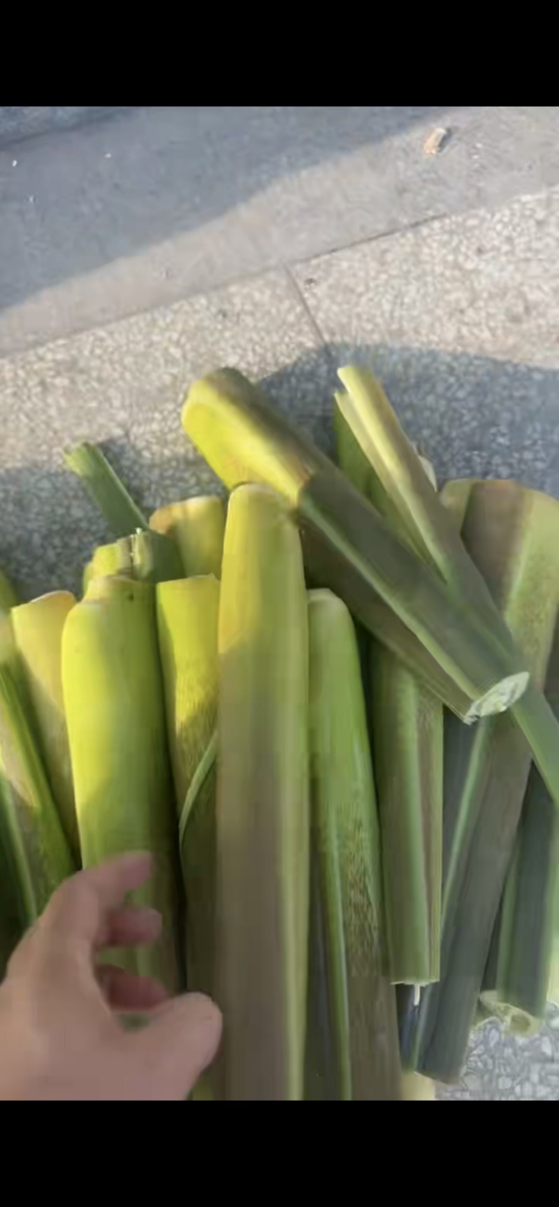 云南茭白货量充足，全国发货，量大从优，致电联系