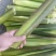 云南茭白货量充足，全国发货，量大从优，致电联系