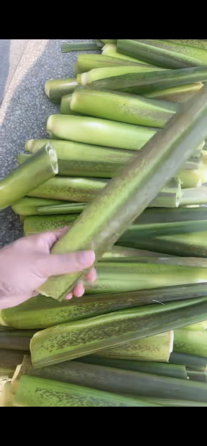 云南茭白货量充足，全国发货，量大从优，致电联系