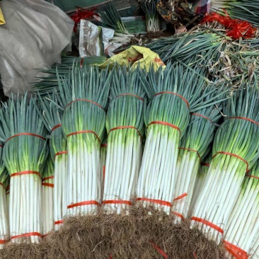 陕西精品大葱钢葱一手货源产地直发现挖现发量大价优