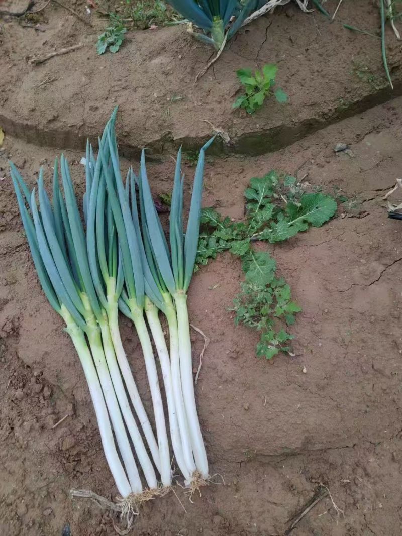 陕西精品钢葱大葱一手货源产地直发现挖现发量大价优