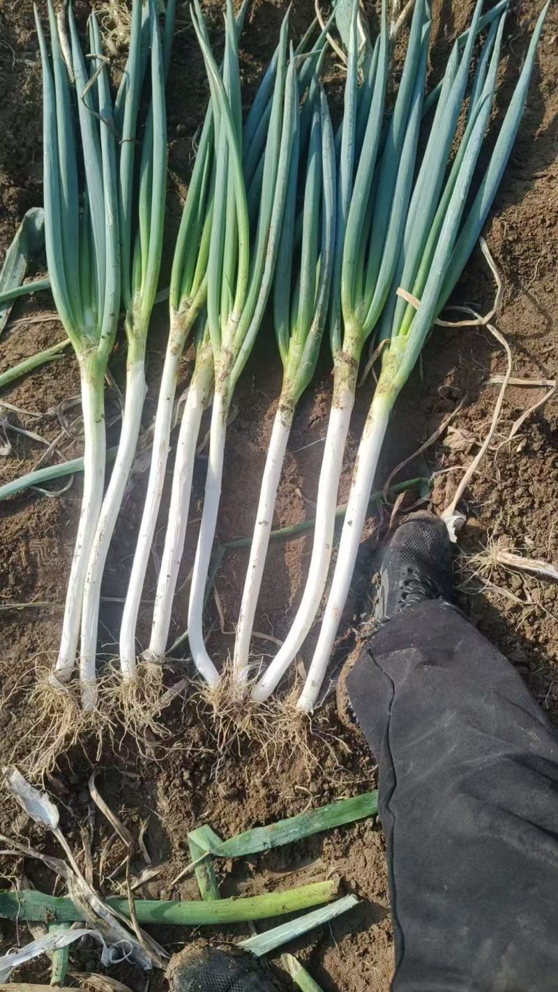 陕西精品钢葱大葱一手货源产地直发现挖现发量大价优