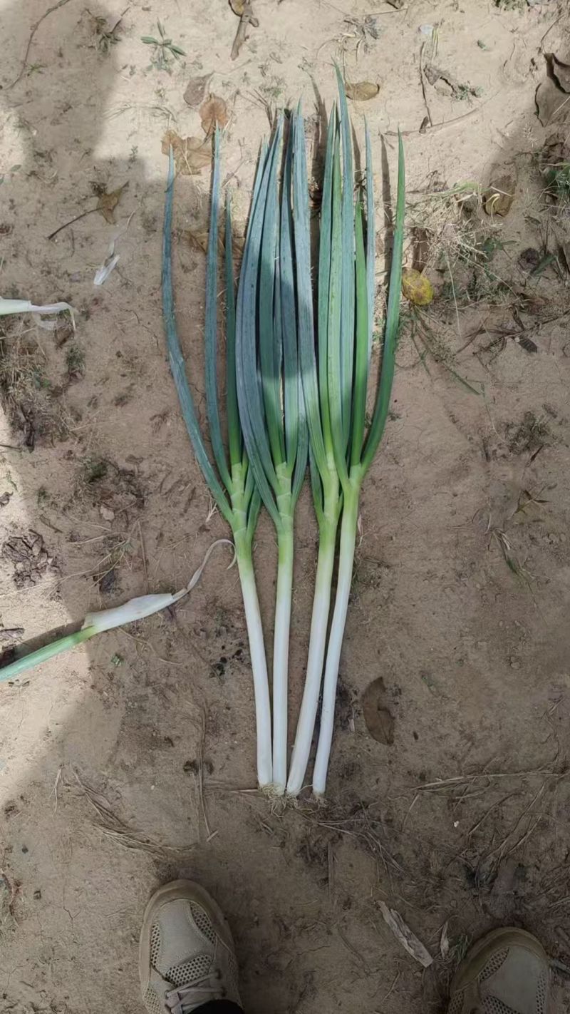 陕西精品钢葱大葱一手货源产地直发现挖现发量大价优