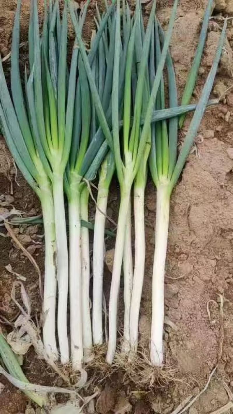 陕西精品钢葱大葱一手货源产地直发现挖现发量大价优