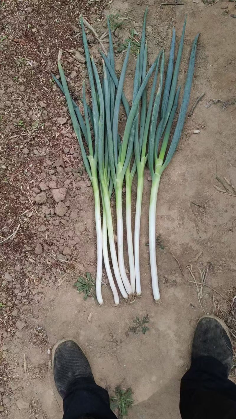 陕西精品钢葱大葱一手货源产地直发现挖现发量大价优