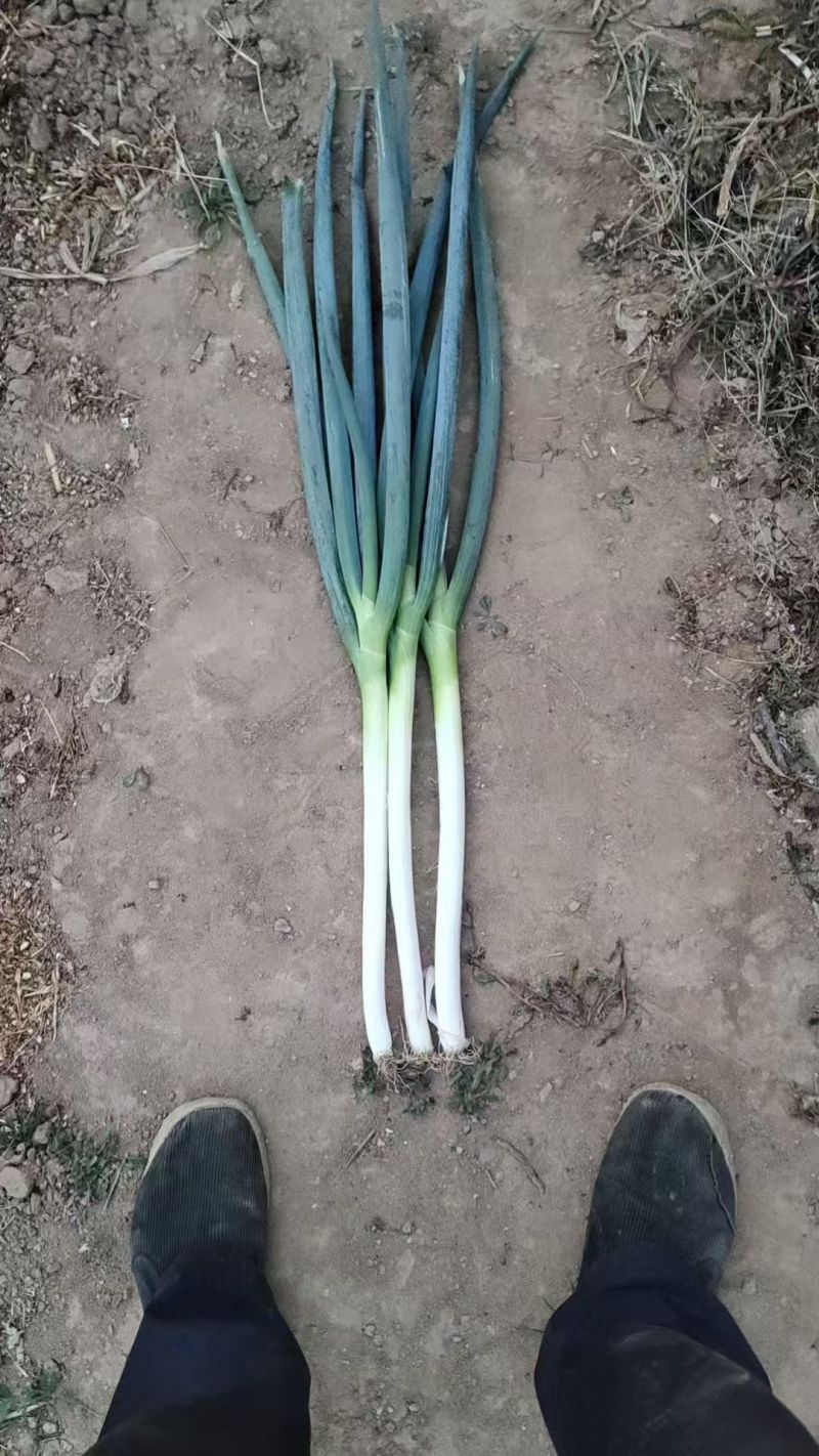 陕西精品钢葱大葱一手货源产地直发现挖现发量大价优