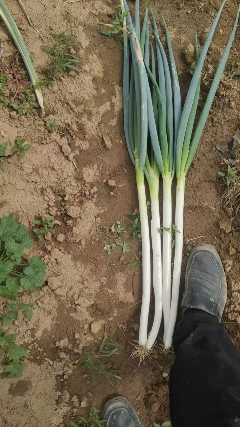 陕西精品钢葱大葱一手货源产地直发现挖现发量大价优