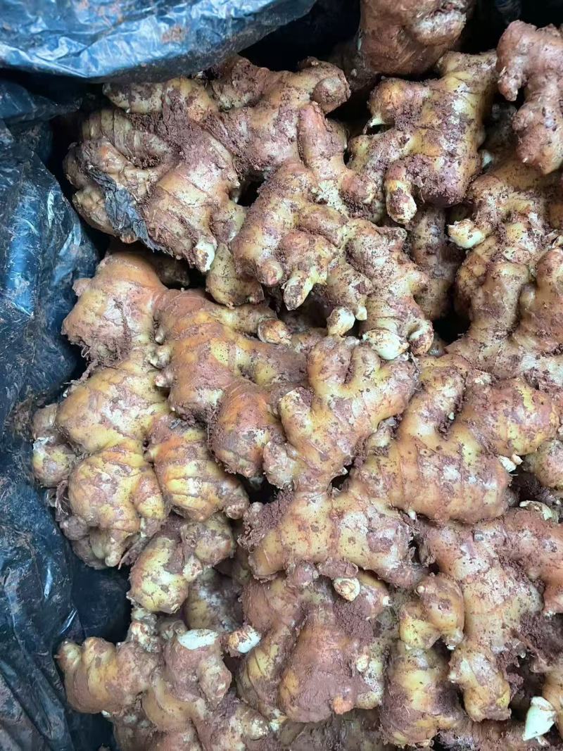 云南小黄姜，基地直发