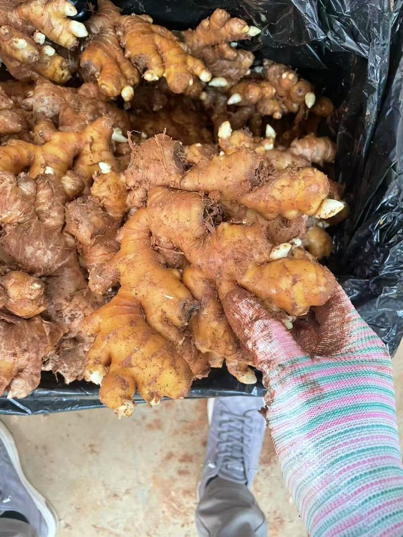 云南小黄姜，基地直发