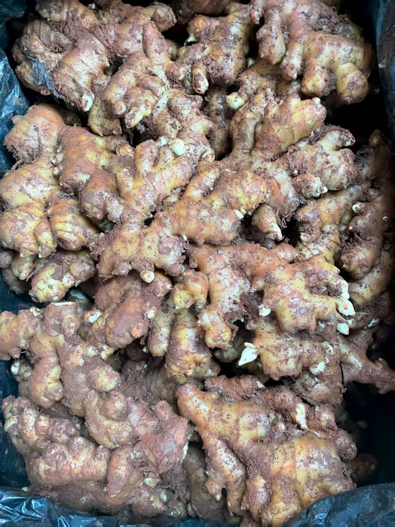 云南小黄姜，基地直发