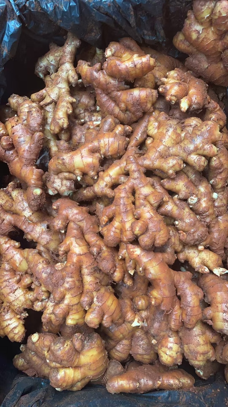 云南小黄姜，基地直发