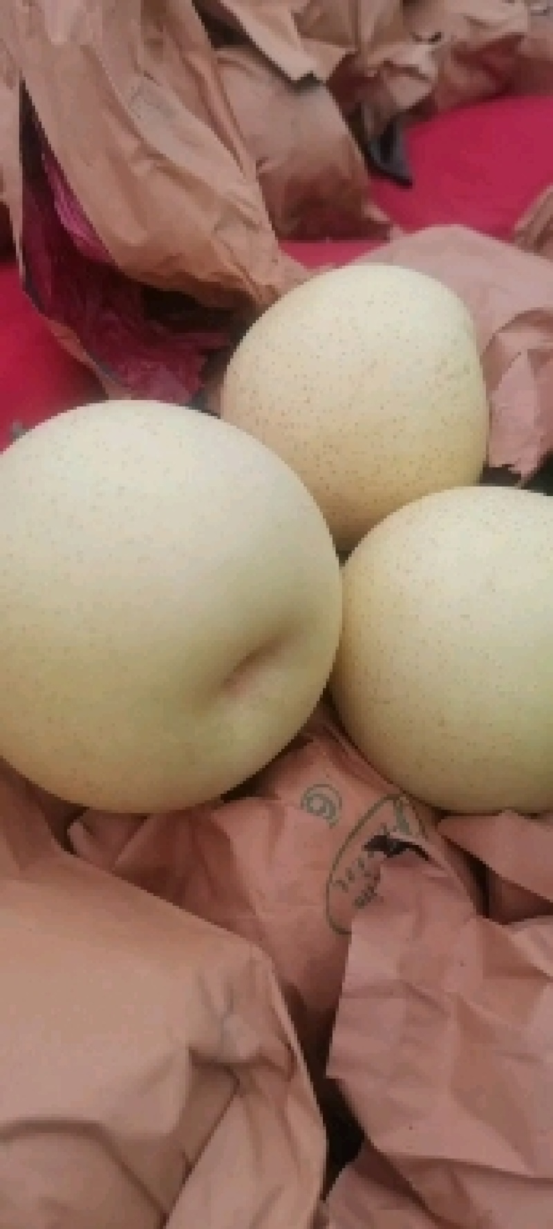 毛袋皇冠梨，个大梨白，囗感甘甜，价格便宜，量大上货快！