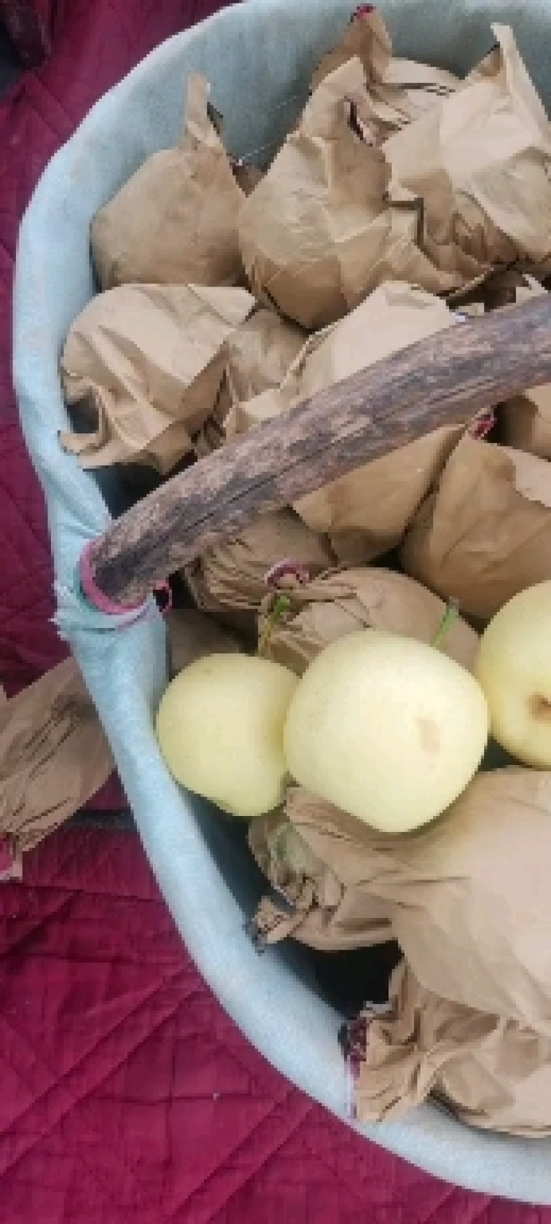 毛袋皇冠梨，个大梨白，囗感甘甜，价格便宜，量大上货快！